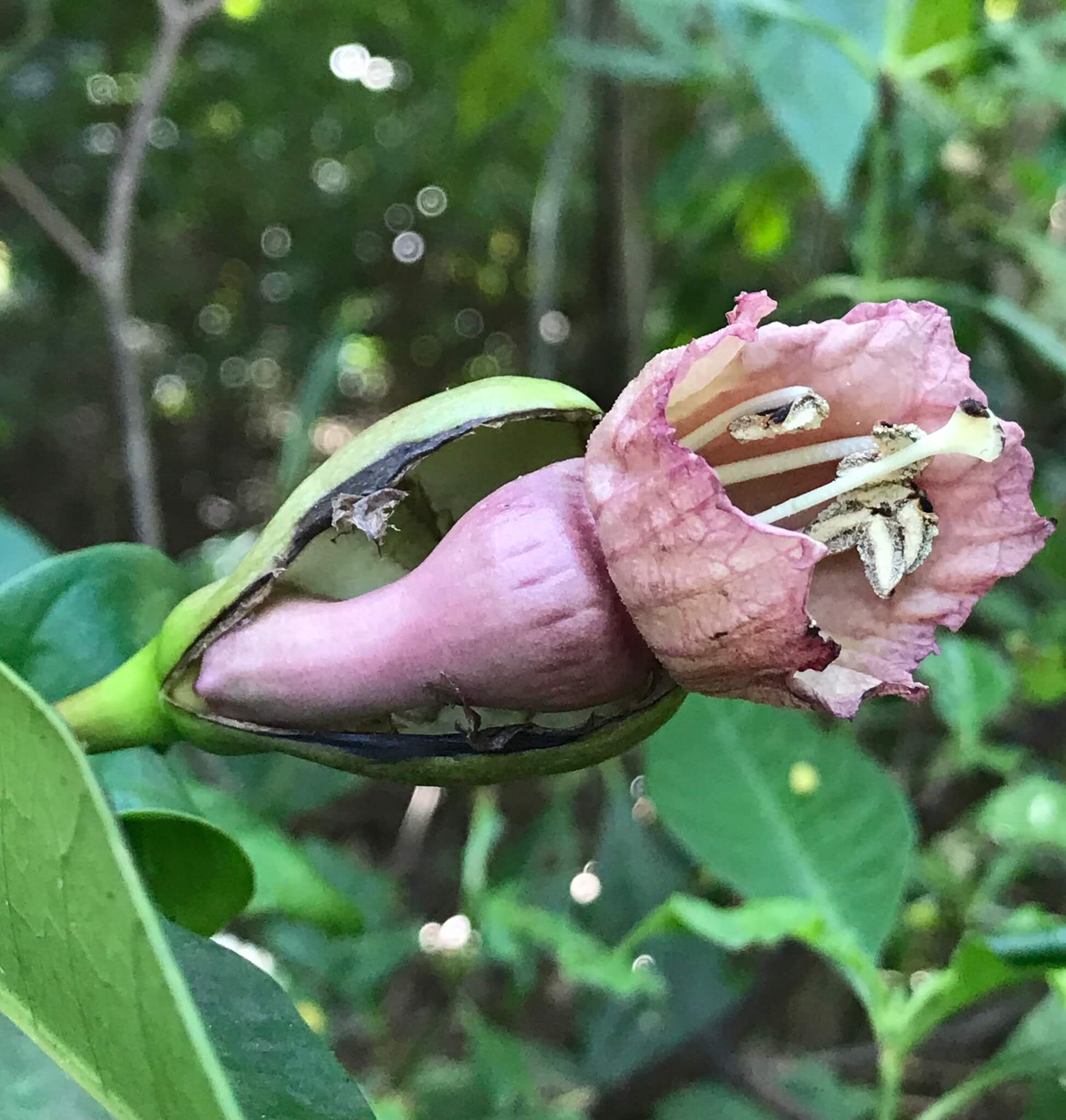 Amphitecna latifolia 
